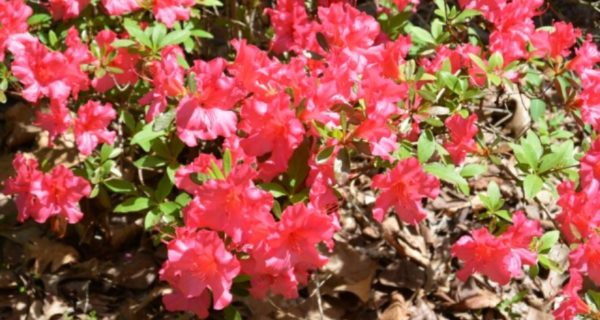 Springtime Floral Photos