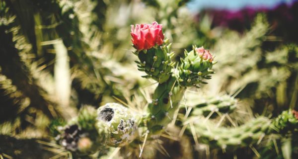 A Desert with Roses: Ten Simple Resolutions to Enrich My Lent