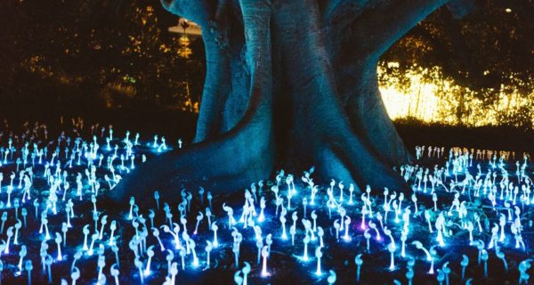 Enchanted Melodies: A Fantasy Music Review