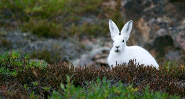 Song of a White Hare