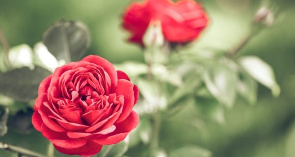 The Sound of Roses: A Lord of the Rings Story