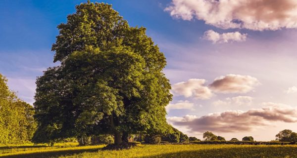 The Oak’s Hymn