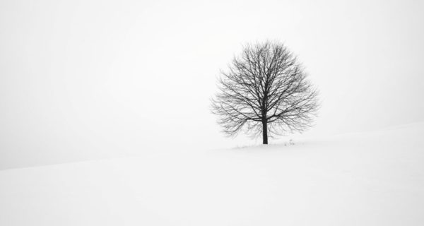 Winter Tree