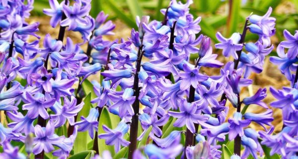 The Story of Hyacinth