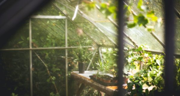 The Sneak Thief of Meyer’s Greenhouse
