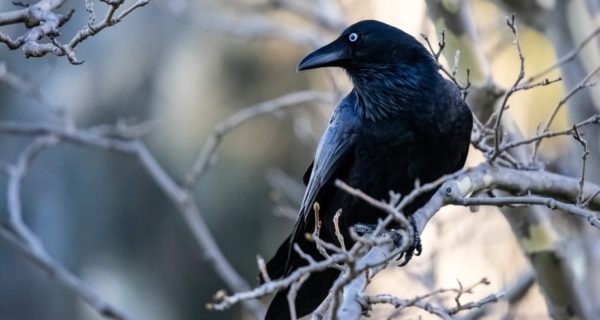 Crow Song