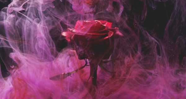 Roses of Mary