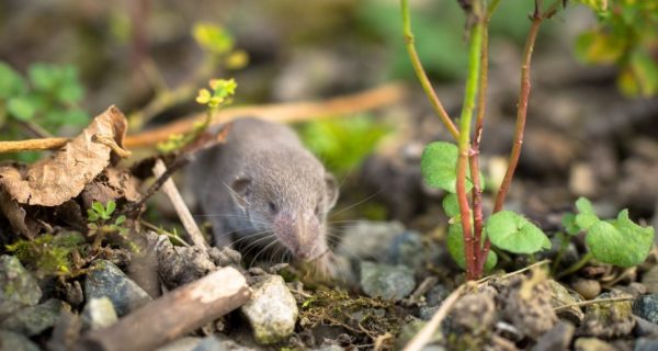 Upon Seeing a Shrew