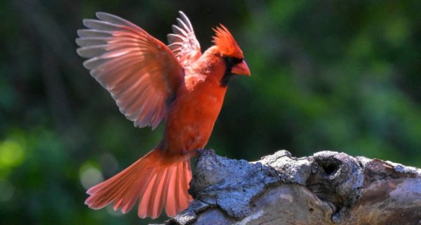 Scarlet Wings