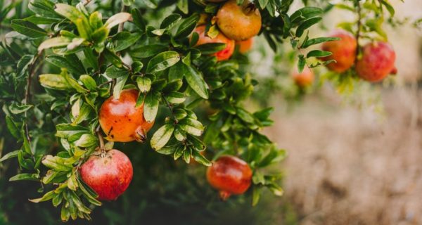 The Pomegranate: An Original Fairy Tale