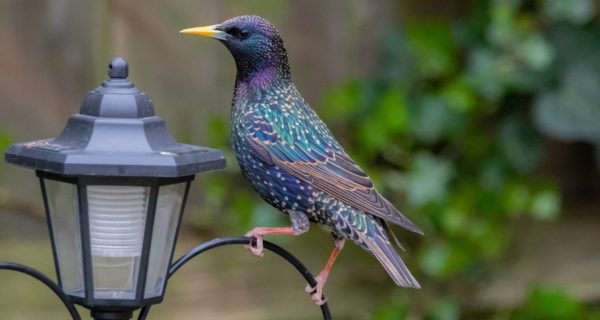 Lamppost: A Chronicles of Narnia Poem