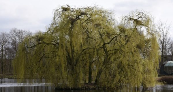 Ophelia’s Sister Song