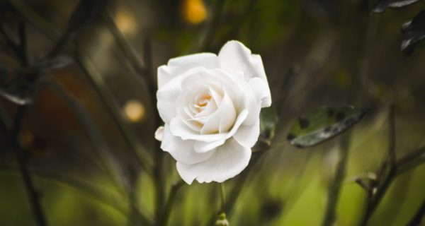 For the White Rose