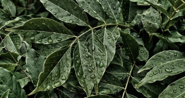 The Man Who Painted Leaves: A Review of “Leaf by Niggle”