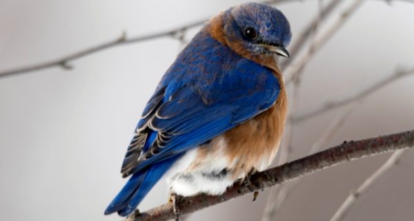 Mr. Bluebird