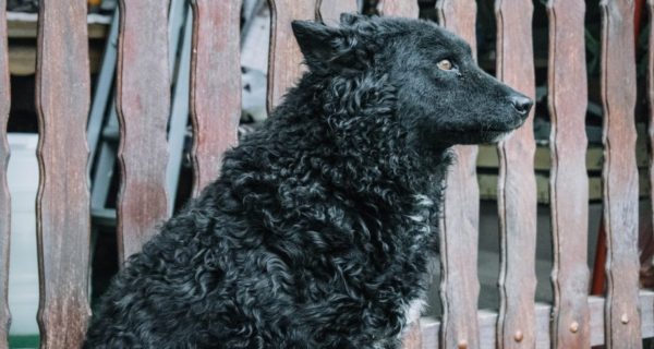 Black Dogs and the Wild Hunt