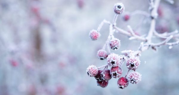 Alban Arthan: A Reflection on Yule and the Winter Solstice