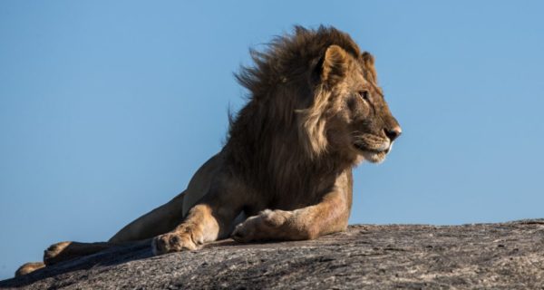 The Lion’s King: Chapter 1 – The Rescue