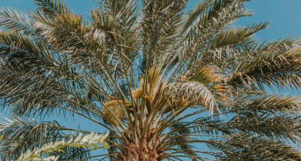 A Tree For Mary: An Islamic Nativity Reflection