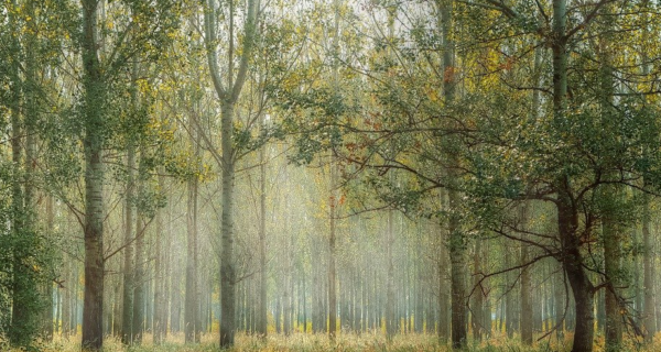 Do the Trees Hear Us?
