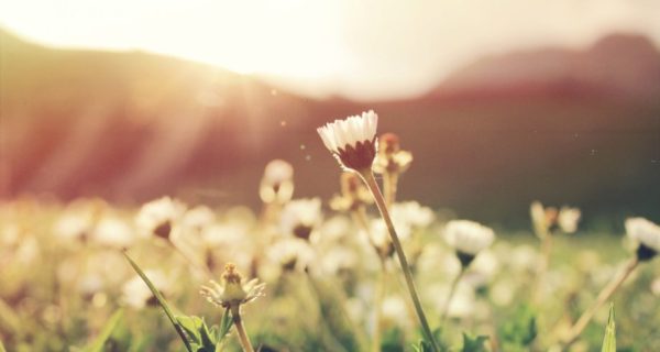 Growing Again, Not Yet Blooming: Spring in the Ohio River Valley