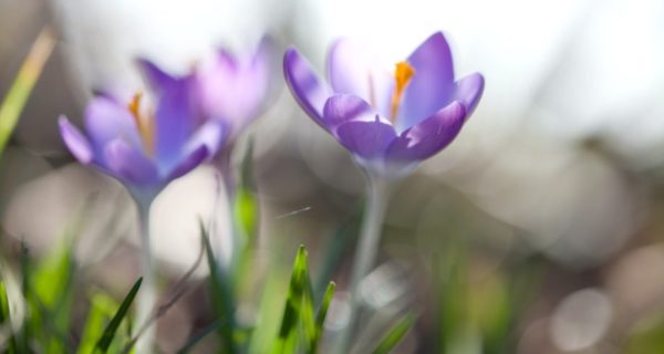 Springtime Blues: A Crossover Story