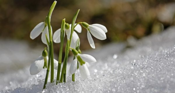 Heralds of Spring