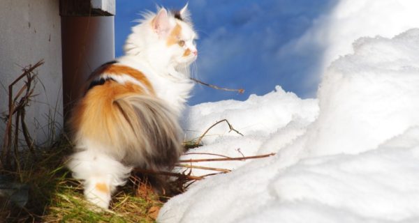 Cold Winter’s Day