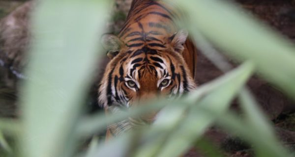 The Jungle Book: A Fond Reunion