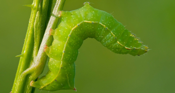 The Centimeter-Worm