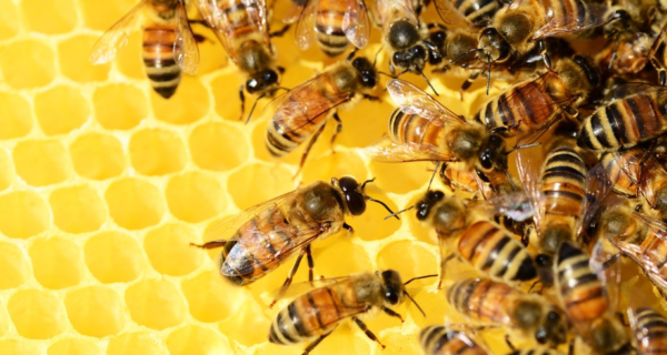 Bees Disapprove of Us
