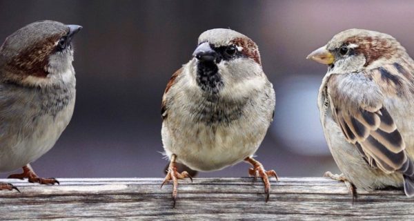 Bread and Birds: A Reflection on Providence