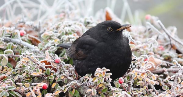 Weeping Blackbird