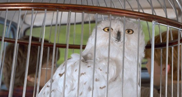 A Gilded Cage: A Harry Potter Story