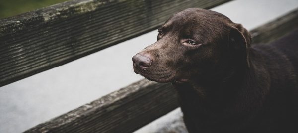 Heaven on Earth: A Life Lesson Only Our Furry Buddies Can Teach Us