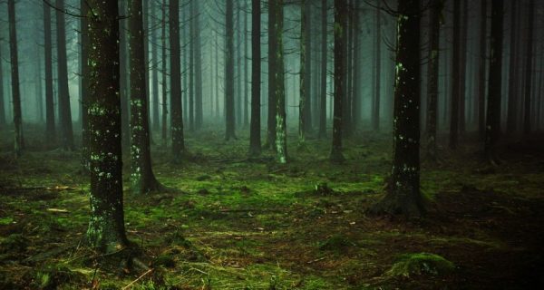 Forest Essence