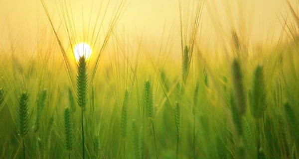 A Kernel of Wheat, a Cross on Calvary, and a French Mystic