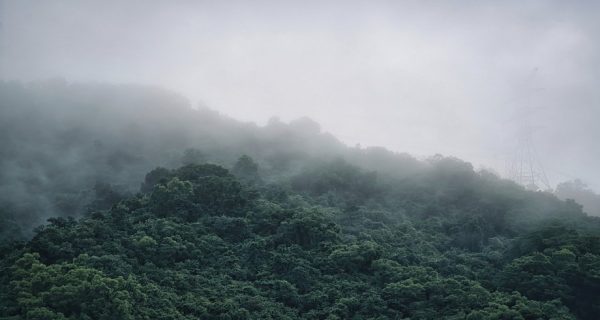 Forests of Grief