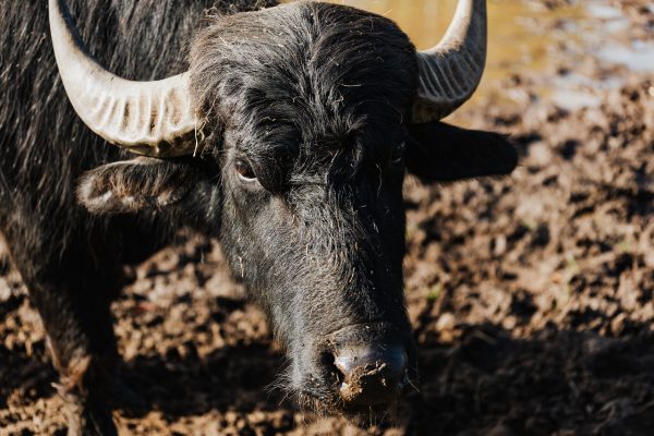 King Charles, 30 Water Buffalos, 3,000 Hens and Egypt: Part 4